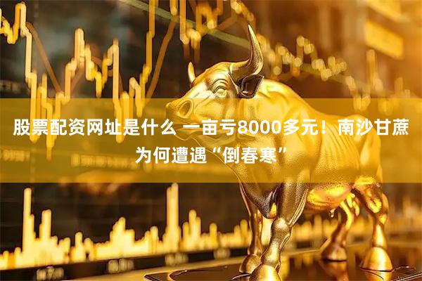 股票配资网址是什么 一亩亏8000多元！南沙甘蔗为何遭遇“倒春寒”